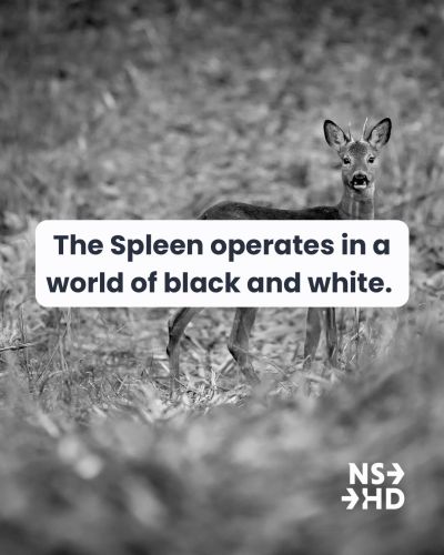 There can be tension between Splenic Authority and Emotional Authority beings be…